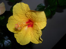 Hibiscus Cairo Yelow