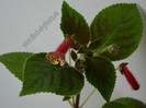 Kohleria Katinka