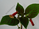 Kohleria Katinka