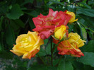 "Samba", Parc
