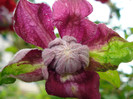 C. Viticella "Purpurea Plena Elegance"