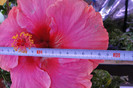 floarea are 19 cm
