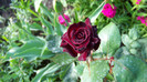 Black Baccara