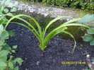 Hemerocallis Fulva Kwanso