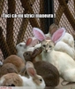 pisica-printre-iepuri-www-pufosi-org_794ffacdf75af7