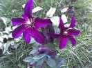 Clematis_Niobe