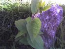 Clematis ´Arabella A INVIAT