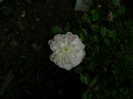 02 iun 2012 (prima floare)