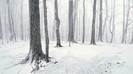 wallpaper-282311