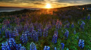 wallpaper-800731