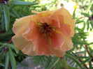 DSCF7391