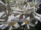 DSCF7382