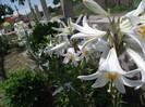DSCF7384
