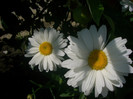 CIMG5365