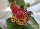 Kohleria Katinka