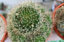 cactusi infloriti 013