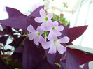 oxalis