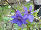 clematis the president