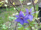 clematis  the president