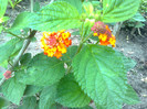 lantana