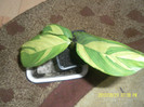 SAM_4053