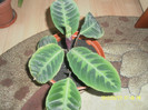 SAM_4061
