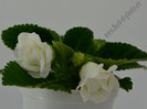 Gloxinia Madonna