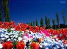 images (43)