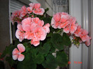 DSC03828