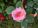 Florajet