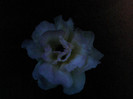 Picture 001