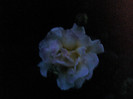 Picture 002