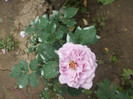 Lugdunum