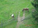 Vaca