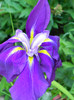 iris ensata