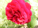 L.D.Braithwaithe