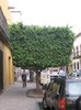 ficus2.SLP