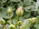 Octavia Hill
