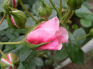 Octavia Hill