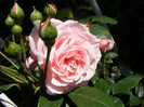 Octavia Hill