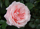 Octavia Hill