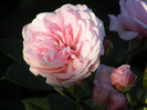 Octavia Hill
