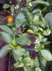 calamondin