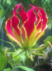 gloriosa