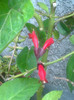aeschynanthus