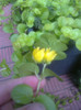 lizinca in floare nu stiam ca infloreste