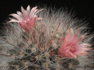 Mammillaria bocasana