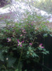 clematis foarte parfumata