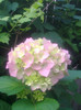 hortensia