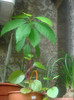 avocado basella rubra